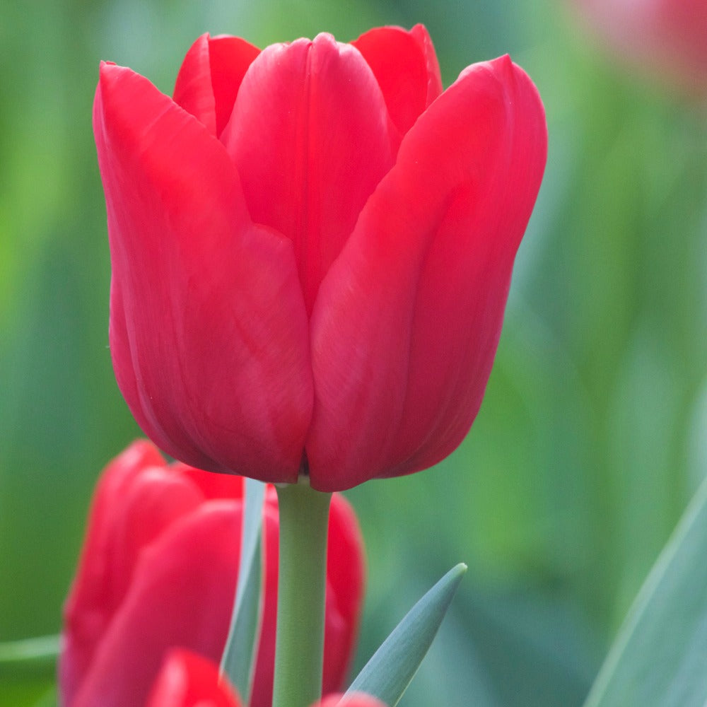 10 Tulipes Triomphe Ile de France - Bakker