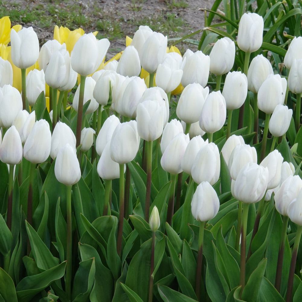 7 Tulipes Triomphe Royal Virgin - Tulipa 'royal virgin' - Bakker