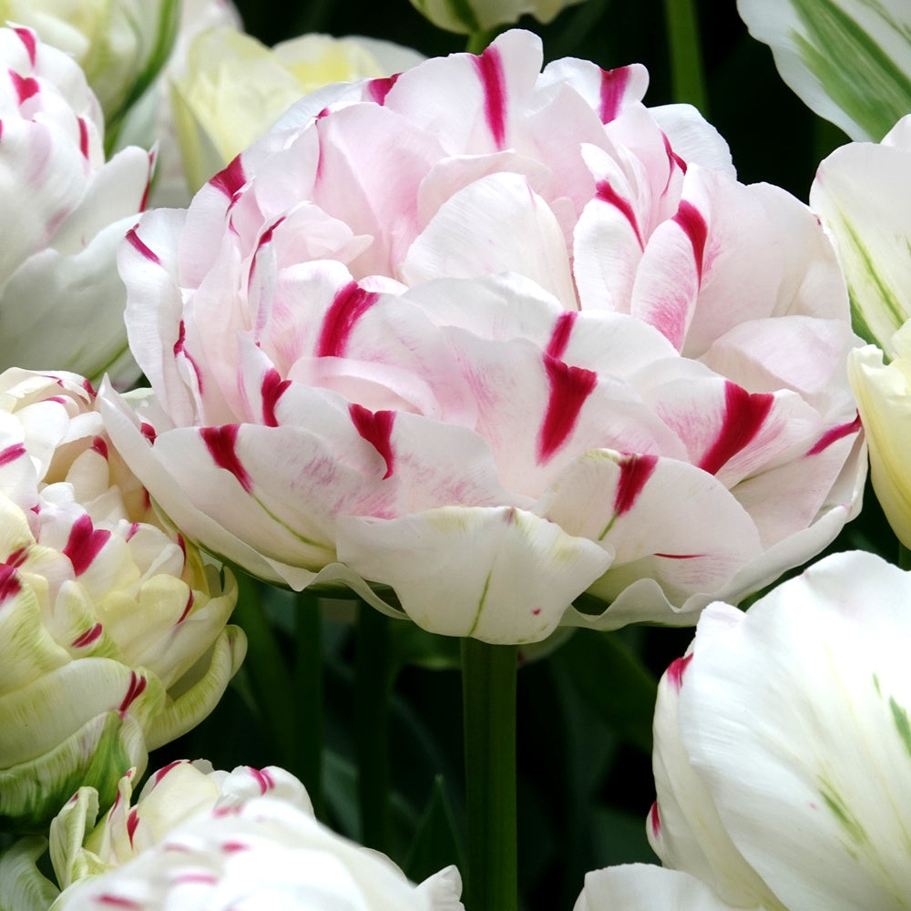 7 Tulipes double Dance line - Bakker