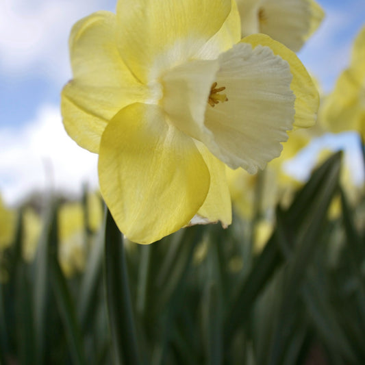 Bakker - 7 Narcisses à grande couronne Avalon - Narcissus 'avalon' - Bulbes à fleurs