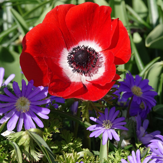 Bakker - Anémones coronaria rouges - Anemone 'hollandia' - Bulbes à fleurs