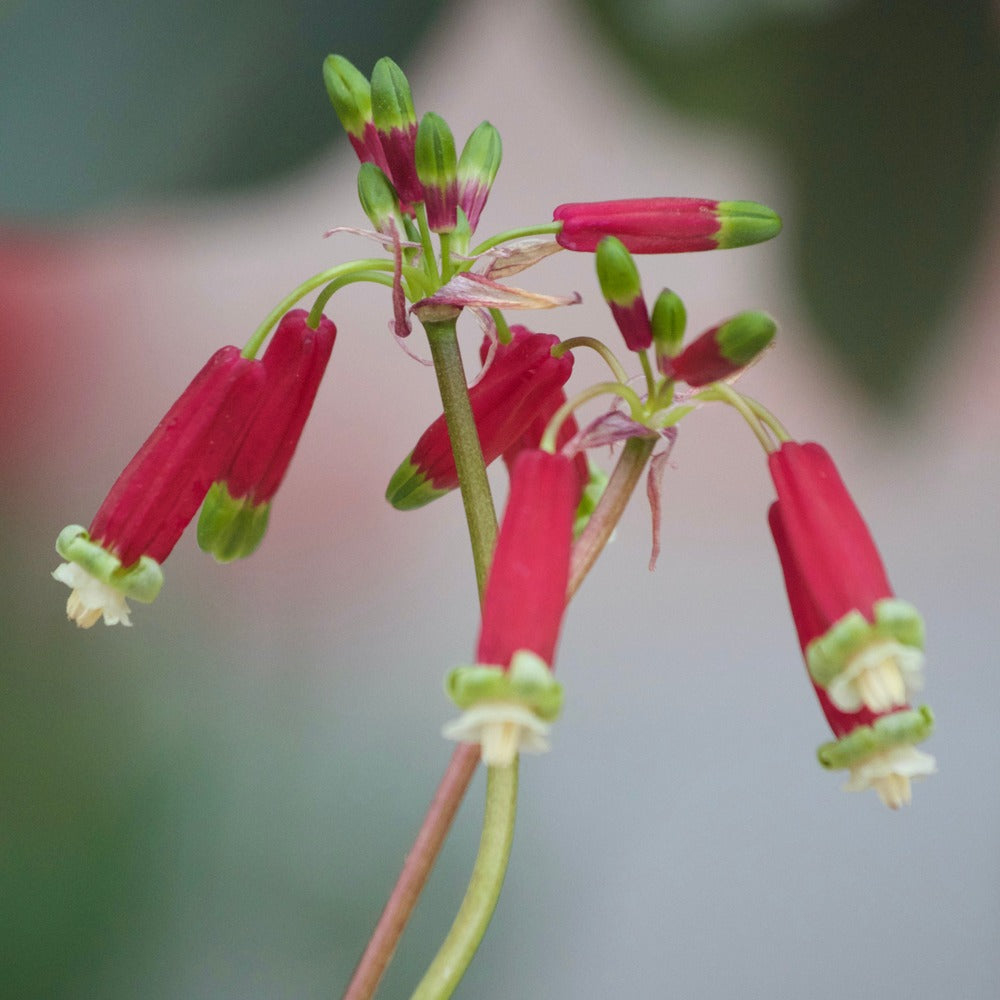 10 Clochettes sanguines - Bakker