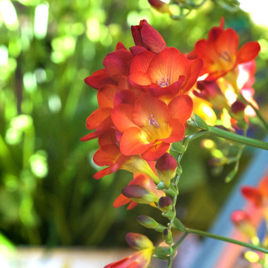 15 Freesia Simple Rouge - Bakker