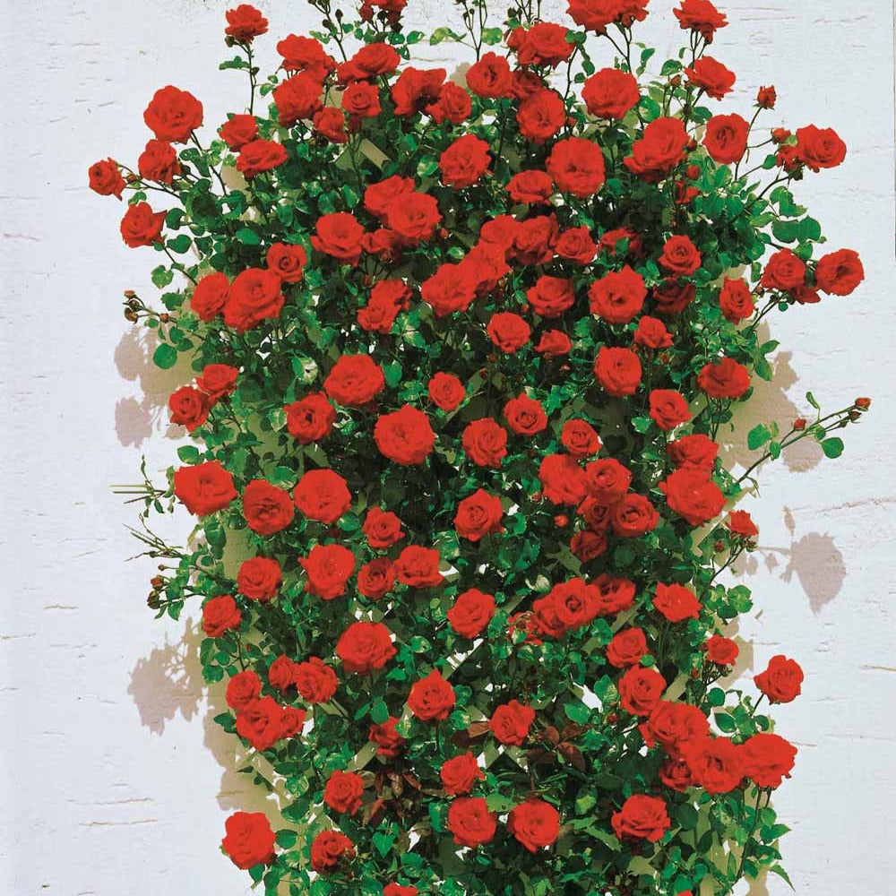 Rosiers grimpants - Rosier grimpant 'Santana' - Rosa santana ®