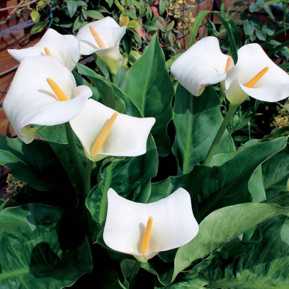 Bulbes d'Arum - 2 Arums blanc d'Ethiopie - Zantedeschia aethiopica