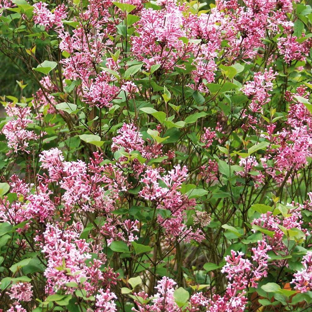 Lilas - Lilas nain de Corée 'Pink Parfume' - Syringa bloomerang ® pink perfume