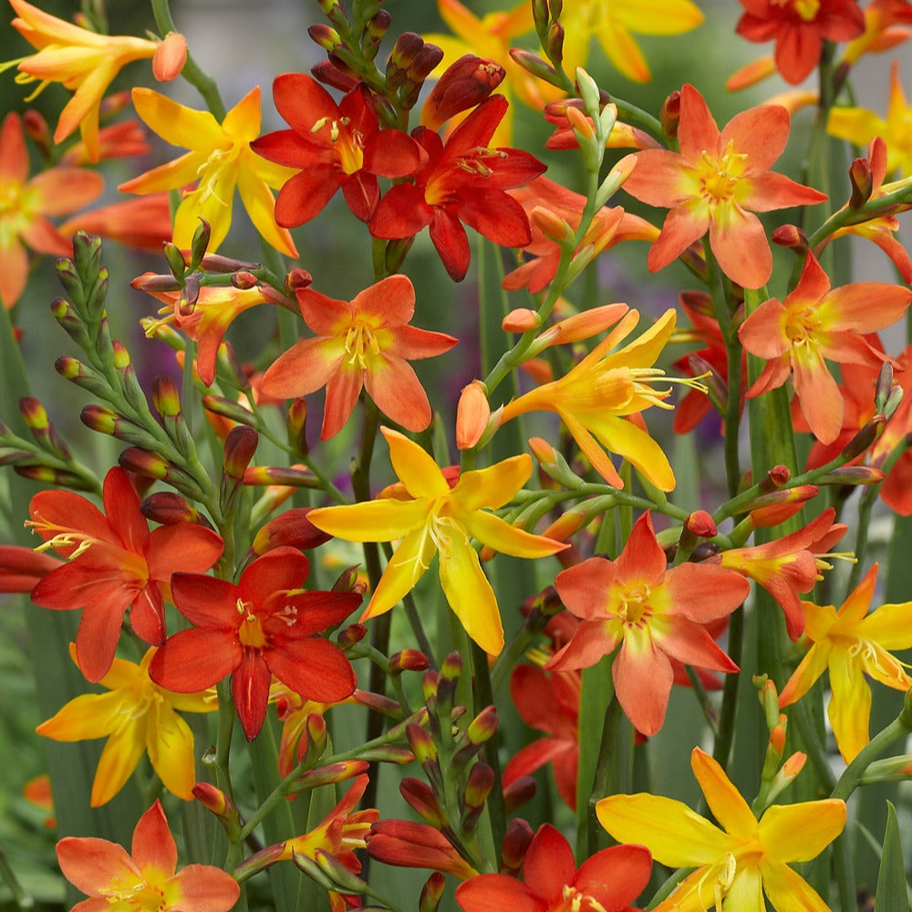 Mélange de bulbes - 30 Crocosmias en mélange - Crocosmia