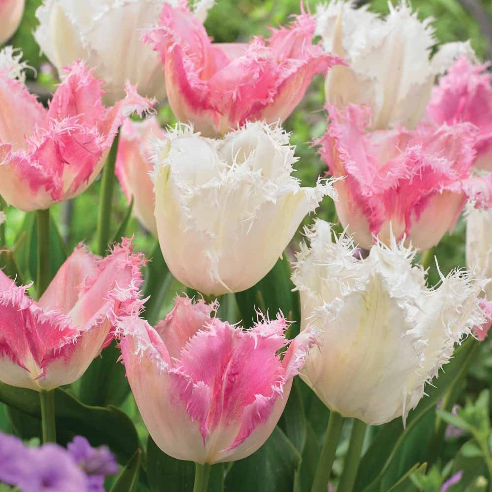 Collection de 20 Tulipes Huis ten Bosch et Noordeinde - Tulipa (huis ten bosch, noordeinde) - Bakker
