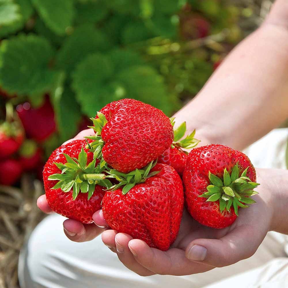 Collection de 60 fraisiers à récoltes échelonnées - Fragaria 'maestro', 'maxim', 'mariguette' - Bakker