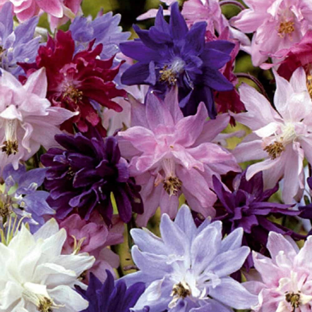 Ancolie - 3 Ancolies des jardins Granny's Bonnets en mélange - Aquilegia vulgaris Granny's Bonnets