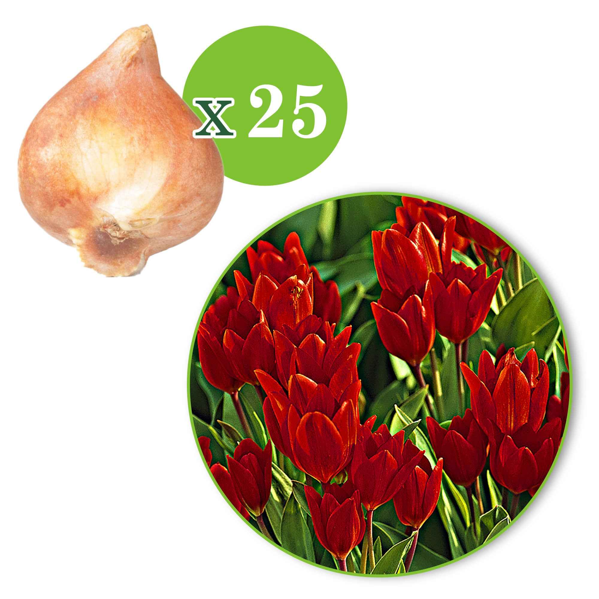 25x Tulipes multiflores
