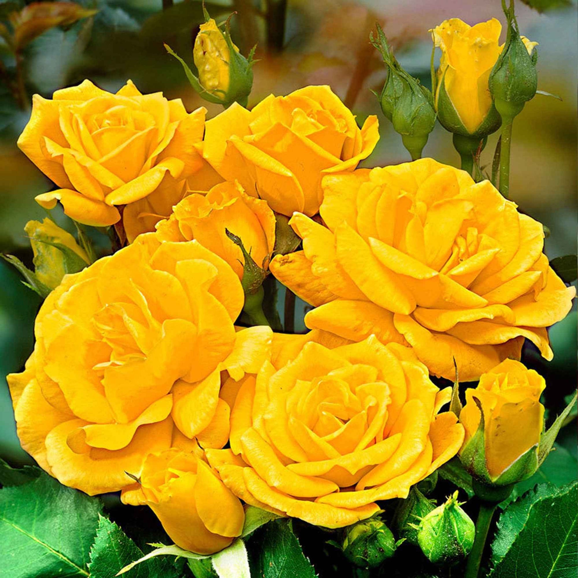 Rosier à grandes fleurs Rosa 'Friesia' jaune - Caractéristiques des plantes