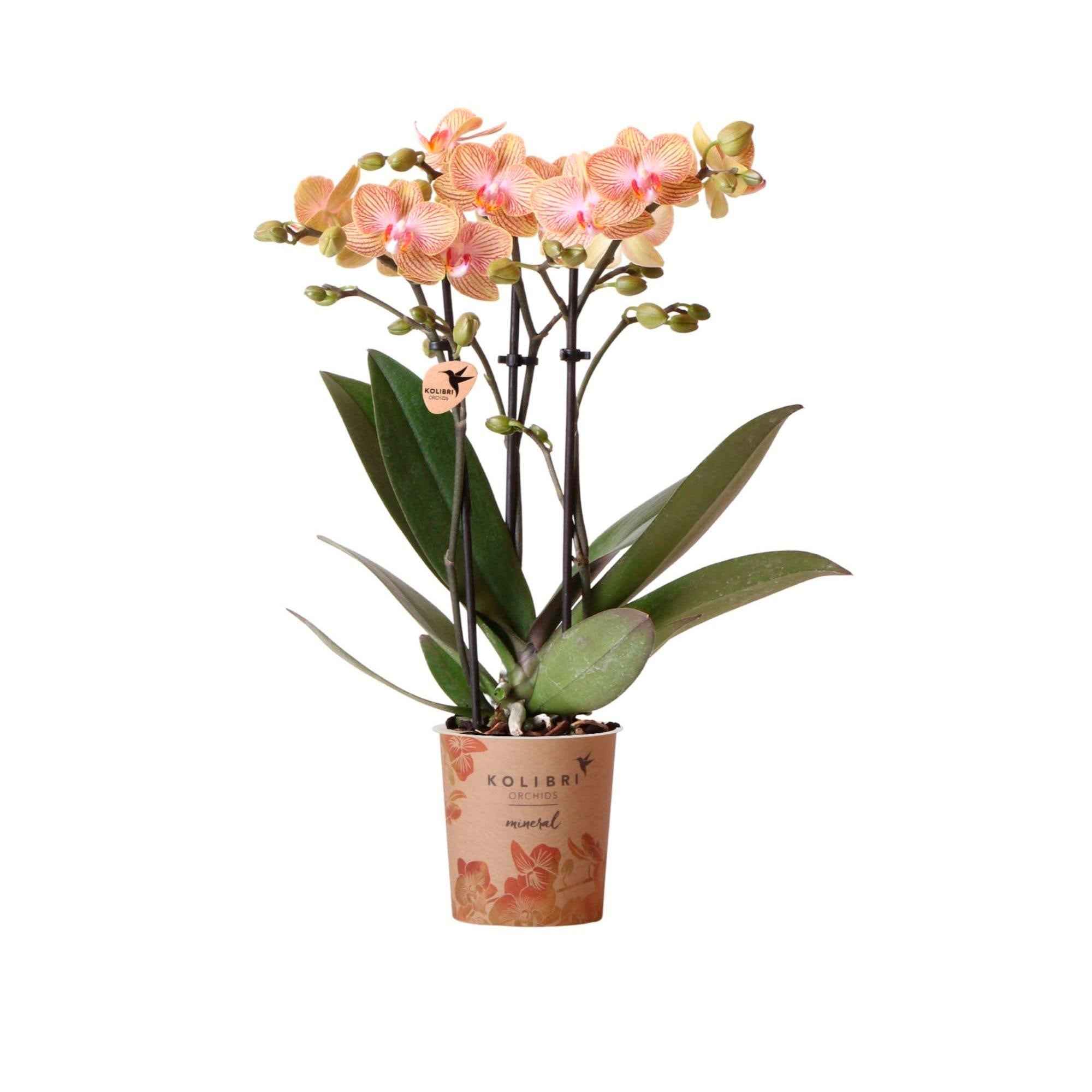 Set de plante d'intérieur et pot, Orchidée orange, brun