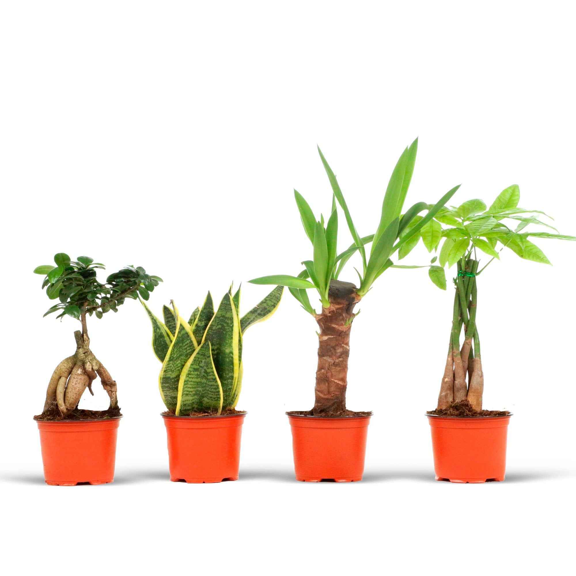 Pack De 4 Plantes Bien-être Intérieur – Okhamaré