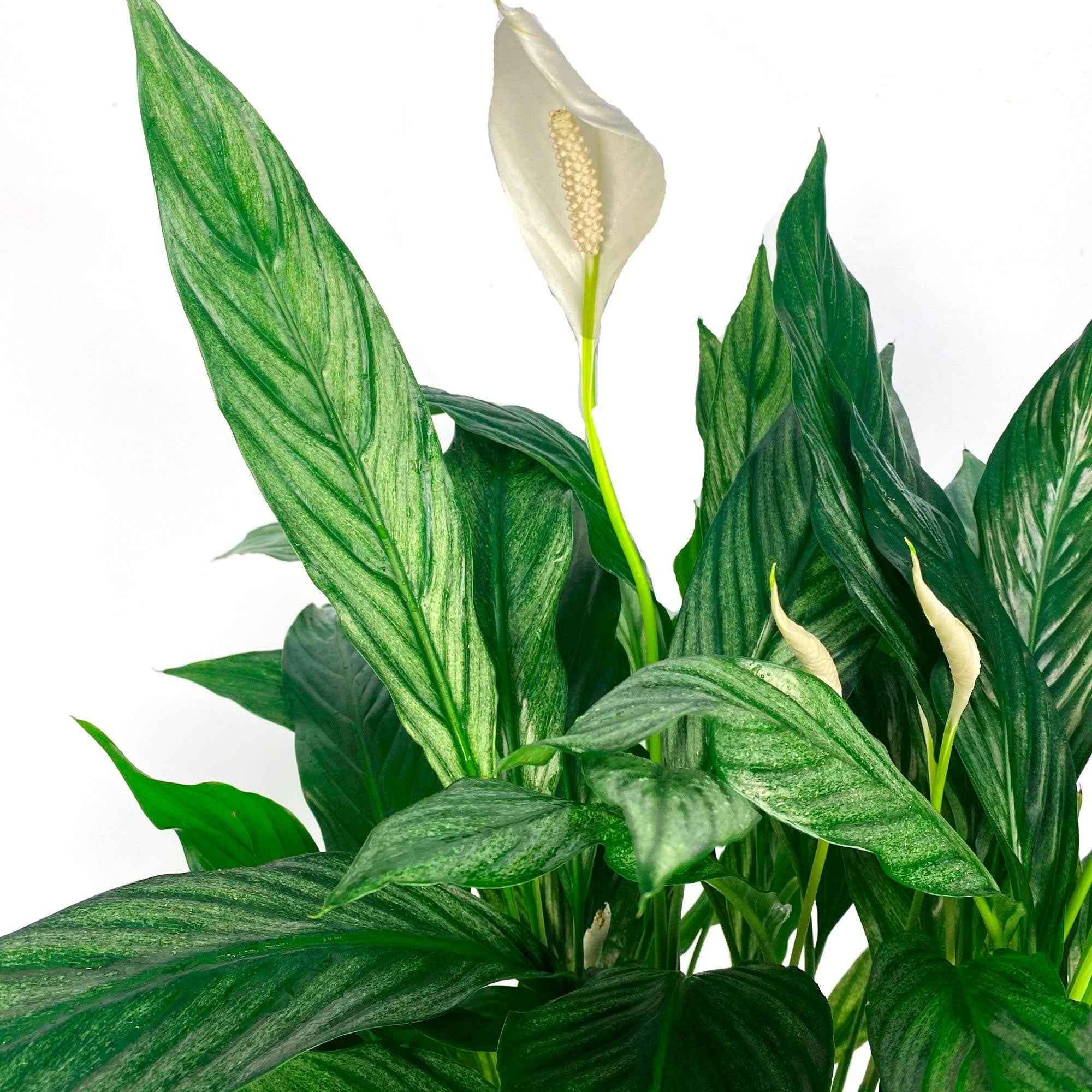 Spathiphyllum Blanc, la fleur de lune purificatrice d'air – La Green Touch