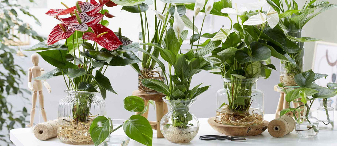 L'hydroponie : des plantes en vase