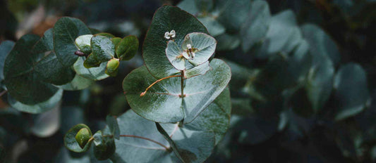 L'Eucalyptus : une plante polyvalente et miraculeuse - Bakker.com | France