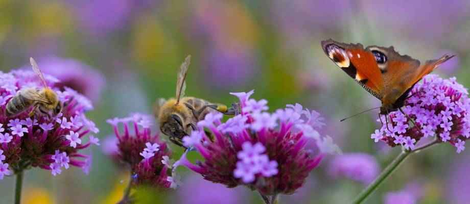 un jardin pour les abeilles et les papillons