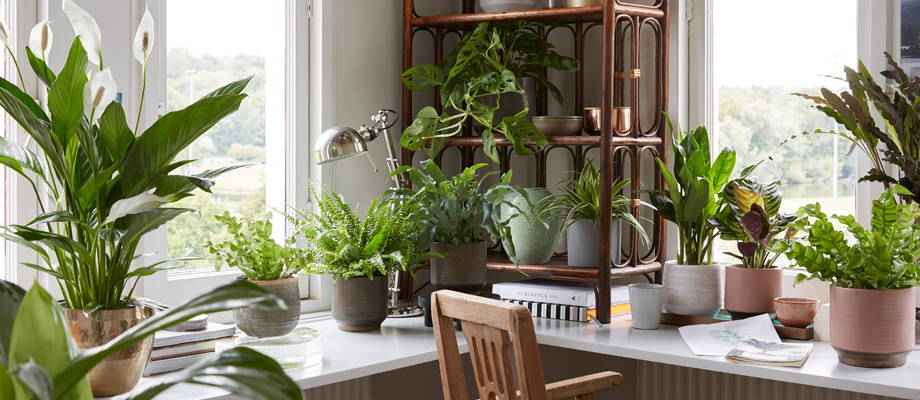 Les avantages des plantes purificatrices d'air - Bakker.com | France