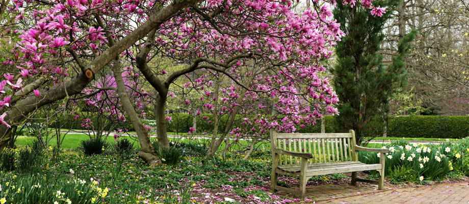 Les avantages des plantations d'automne - Bakker.com | France