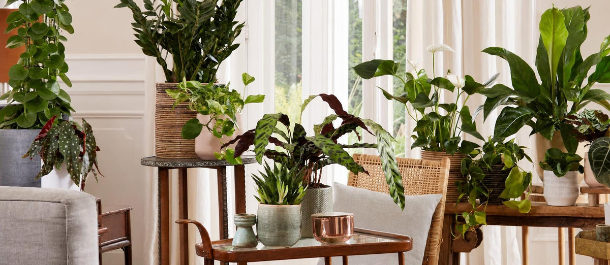 Vous souhaitez relooker votre intérieur ? Pensez à ces huit tendances en plantes d'intérieur ! - Bakker.com | France