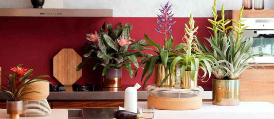 plantes d'intérieur tropicales pour une décoration originale