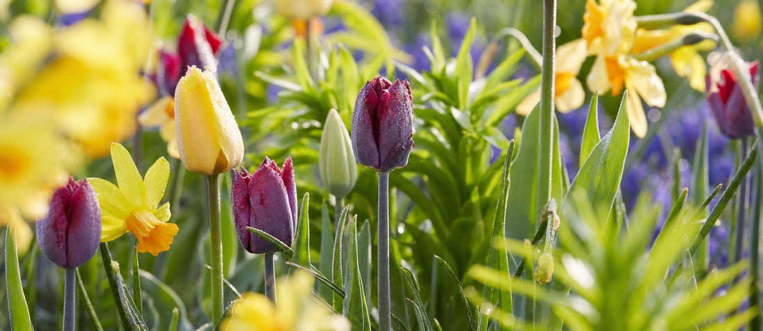 Plantez des bulbes ce printemps et profitez d'un jardin fleuri cet été !