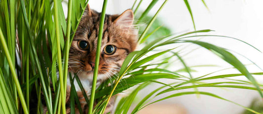 un chat dans le feuillage d'une plante d'intérieur