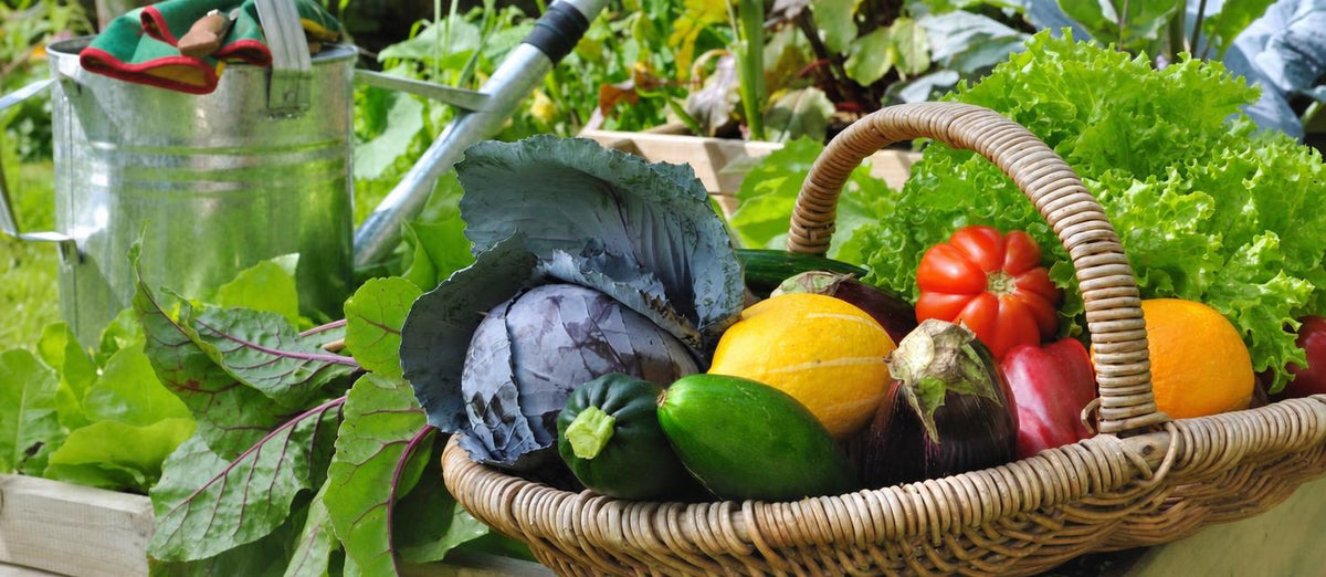 votre récolte du potager