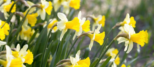 les narcisses premiers rayons de soleil du printemps