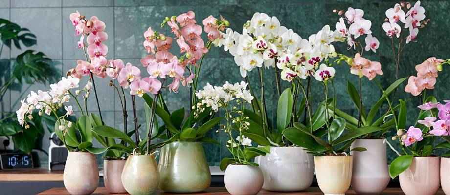 Les orchidées en pot