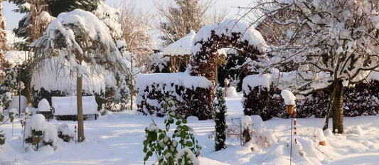 Les plantes résistantes au gel qui égayent votre jardin en hiver