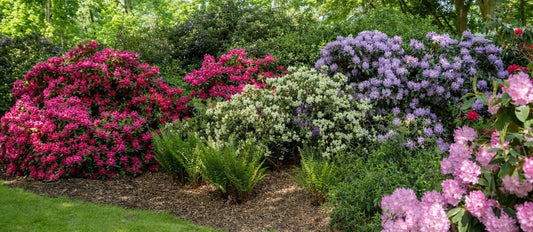 Tailler le rhododendron - Bakker.com | France