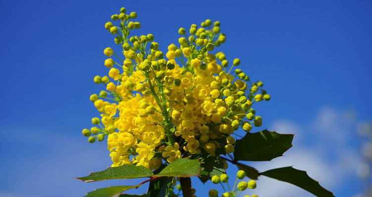 Quand et comment tailler le Mahonia ? - Bakker.com | France