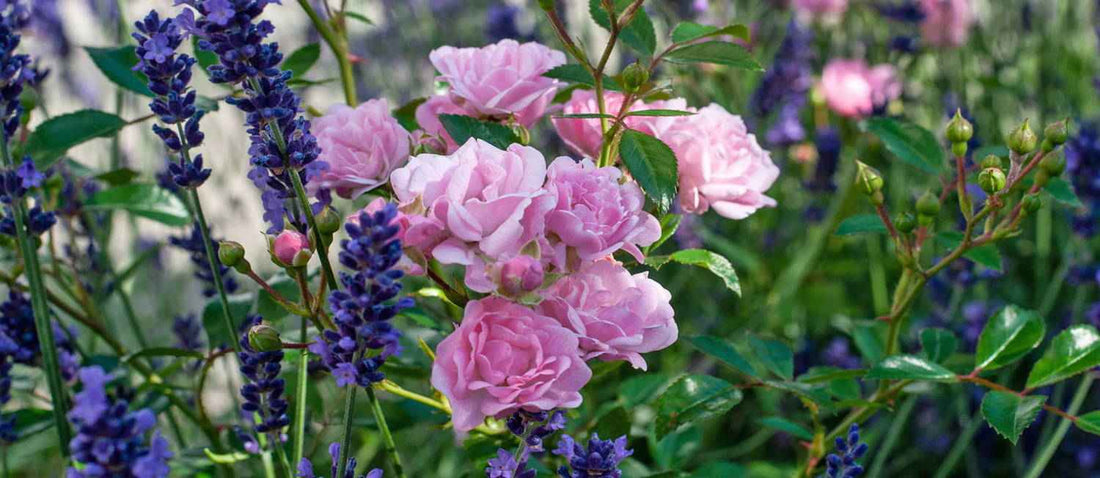 rosiers et lavande dans un jardin