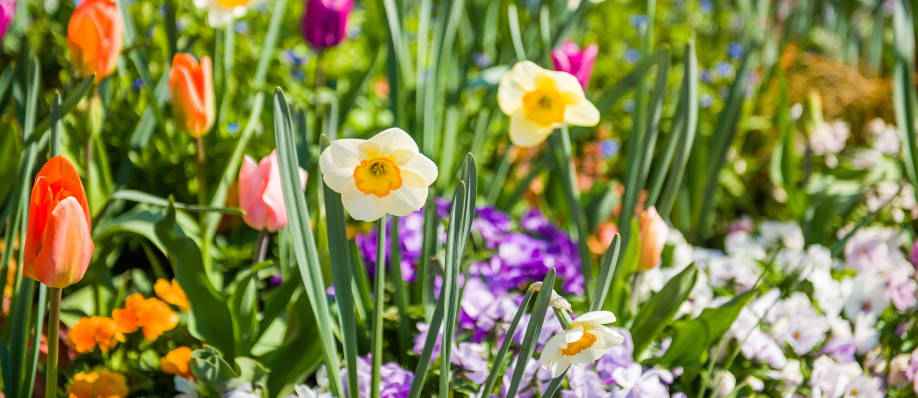 jardin de printemps avec des tulipes, des narcisses et autres bulbes à fleurs