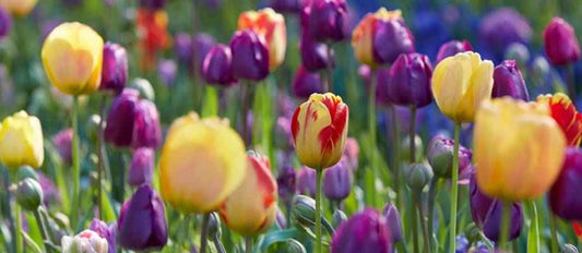 tulipes colorées plantes à bulbes de fleurs