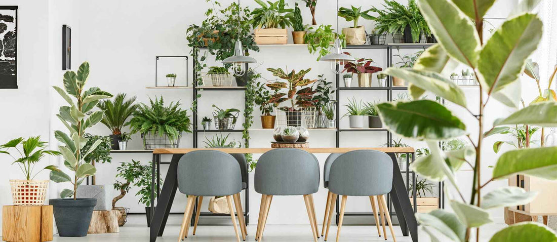 Soyez créatif avec vos plantes d'intérieur - Bakker.com | France