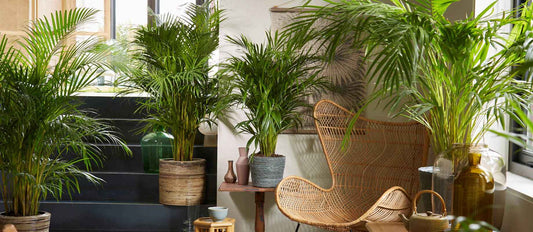 palmiers Kentia en pot dans une pièce de la maison