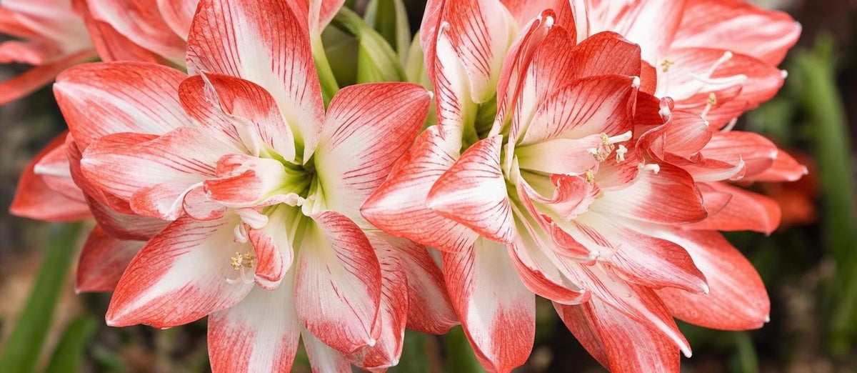 prendre soin des amaryllis