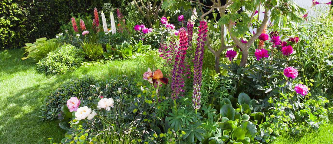 massif de fleurs colorées dans un jardin 