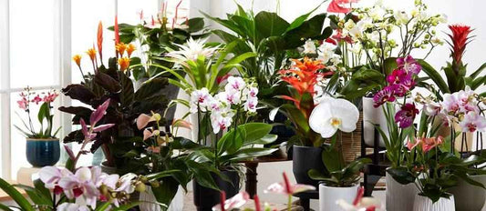 des plantes fleuries pour décorer votre intérieur