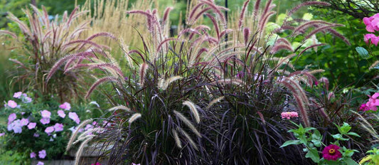 les herbes ornementales donnent du stye à votre jardin