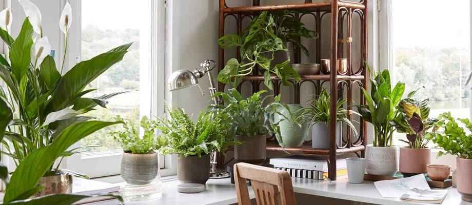 Les plantes d’intérieur purificatrices d'air - Bakker.com | France
