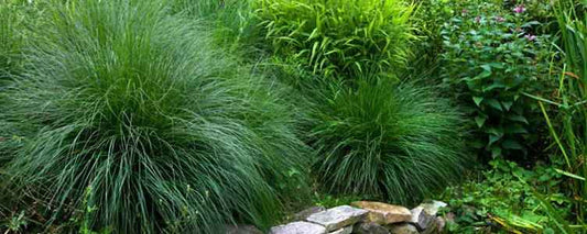 Les herbes d'ornement auront un effet remarquable dans votre jardin - Bakker.com | France