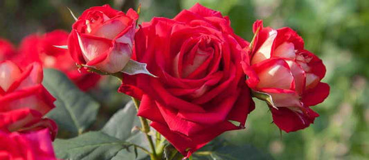 Planter un rosier : quand et comment - Bakker.com | France