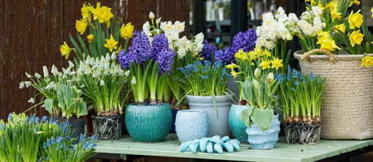 bulbes de fleurs en pot