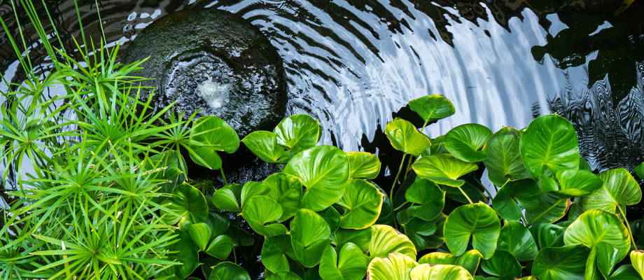 Aménagez votre bassin  en un coin de paradis