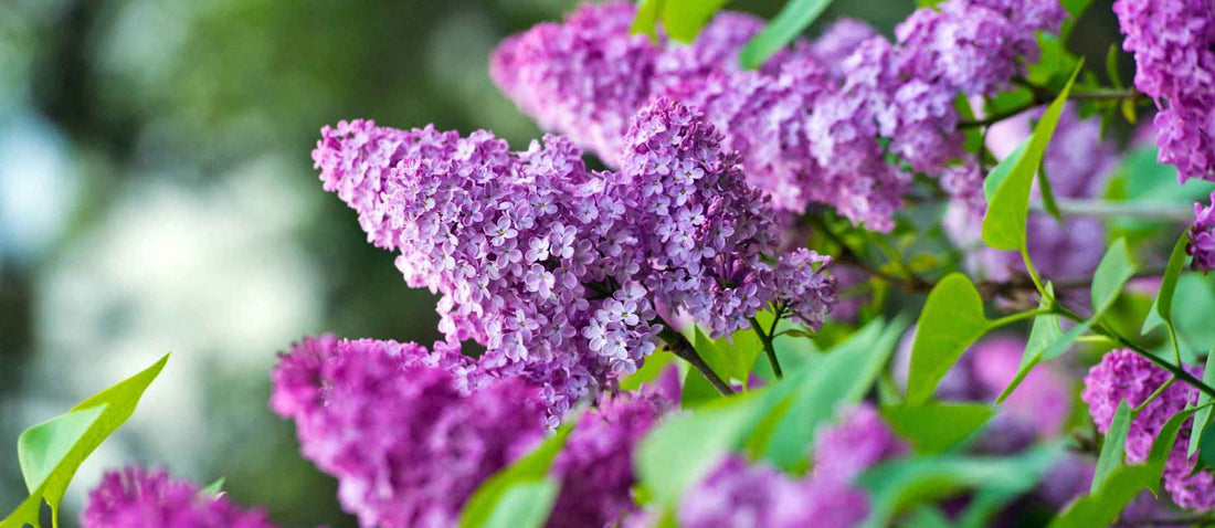 Quand et comment tailler le Lilas - Bakker.com | France