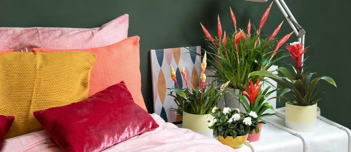 Quelles plantes pour votre intérieur ? - Bakker.com | France